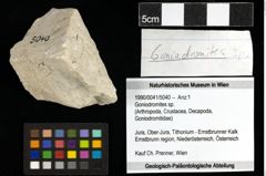 Foto (Objekt + Etiketten) von Goniodromites sp. 